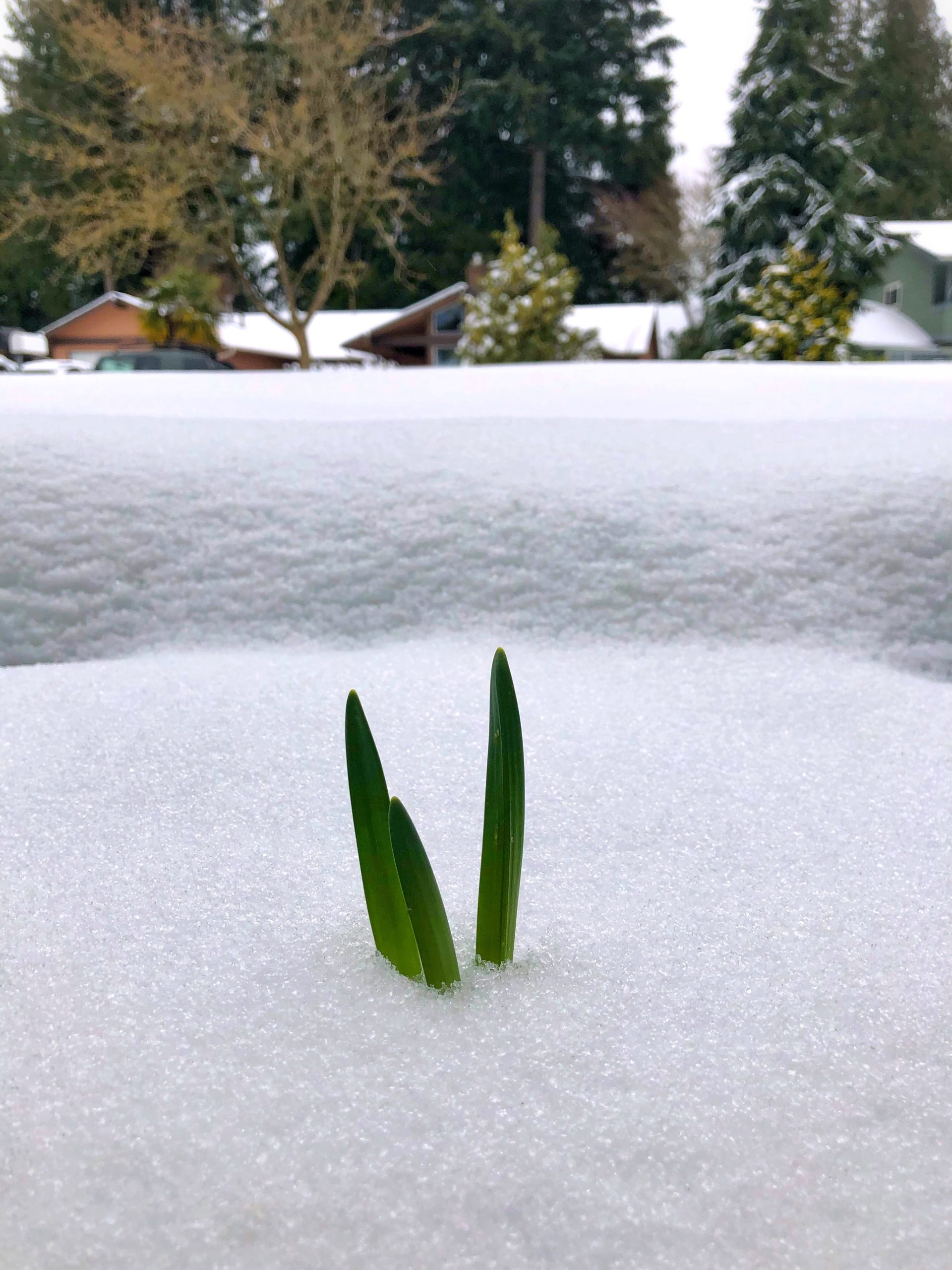 First Snow